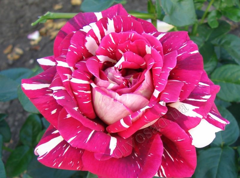 Выращивание гибридных роз на садовом участке