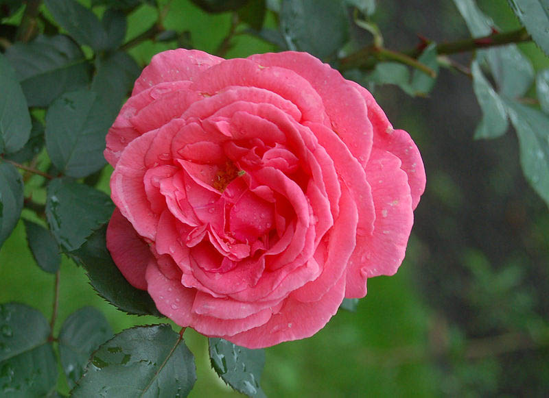 Чайно-гибридные розы были получены за счет скрещивания розы чайной и розы ремонтантной