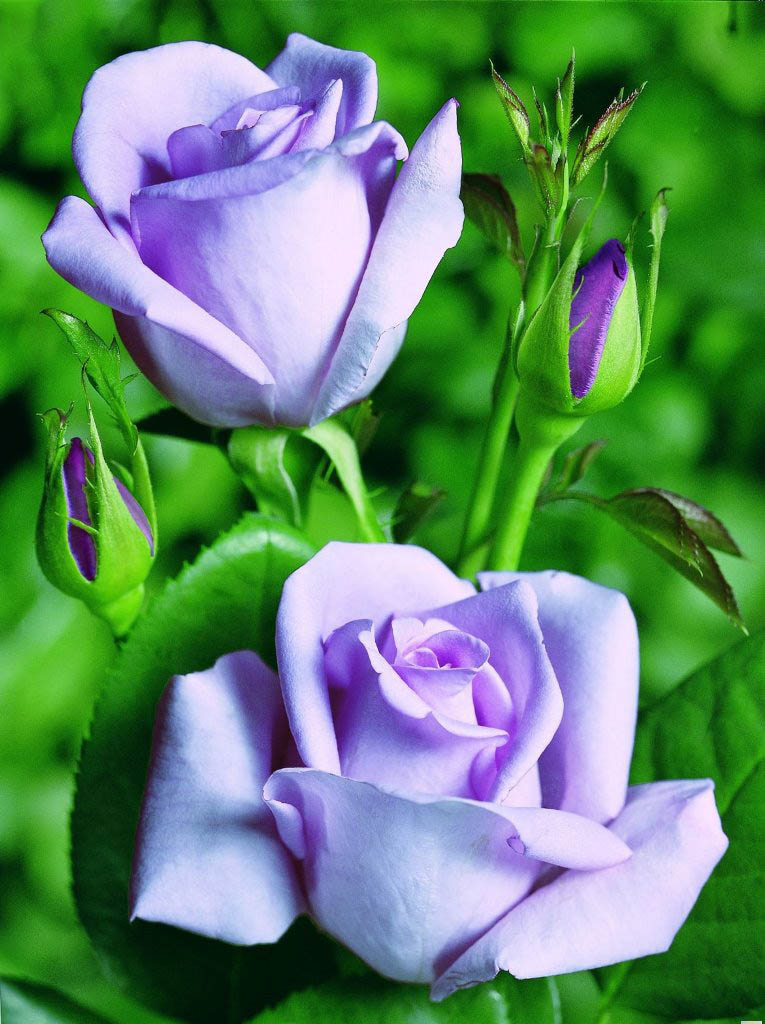 Правильное и своевременное удобрение чайно гибридных роз даст возможность растениям правильно развиваться и цвести