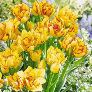 Многоцветковые тюльпаны фото, описание, смотреть