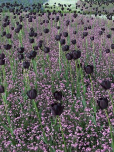 Черные цветы фото описание смотреть