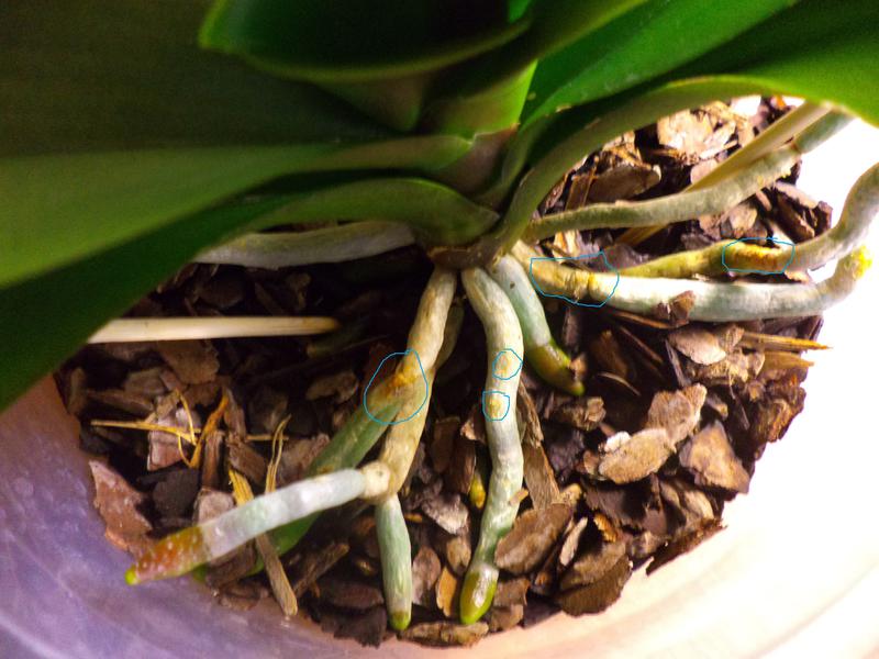 Корни орхидеи. Коричневые корни у орхидеи фаленопсис. Коричневые пятна на корнях орхидеи фаленопсис. Коричнево жёлтые корни у орхидеи.