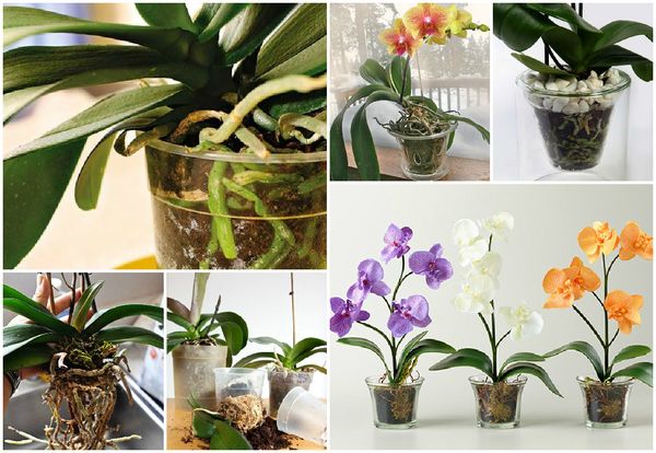 Как выбрать емкость для пересадки орхидеи
