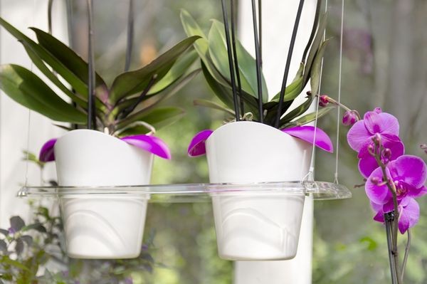 Орхидеи в подвесных кашпо