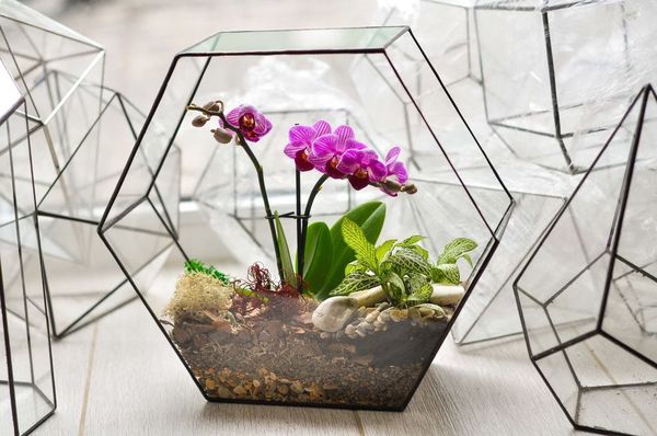 Емкости из стекла для орхидей