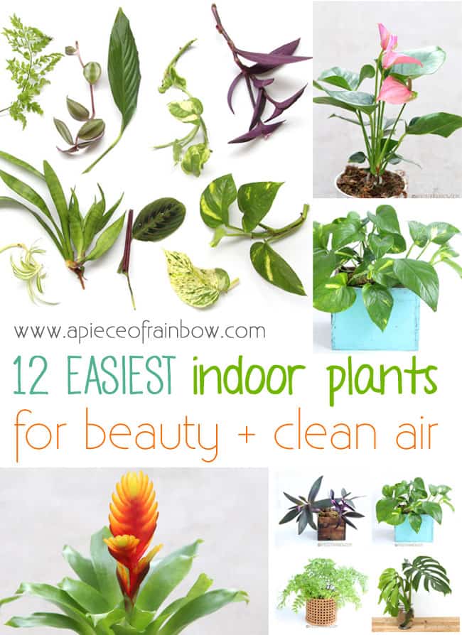 Easy Indoor Plants for beauty and clean air! 