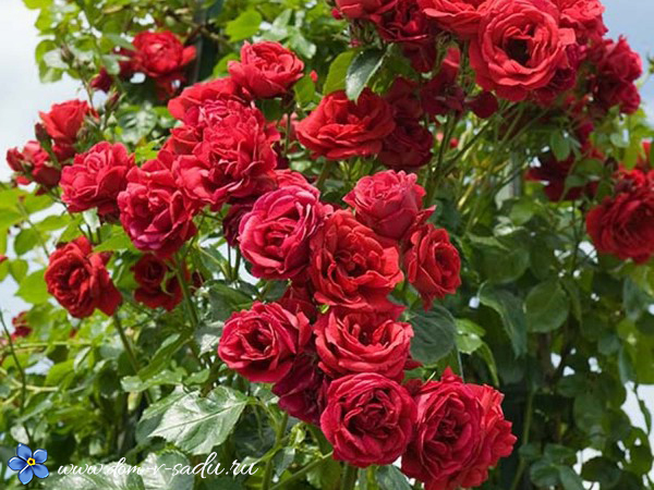 плетистые розы долгоцветущие