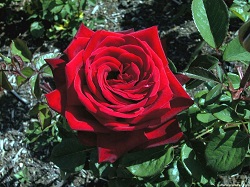 Роза золотой дракон фото и описание и уход