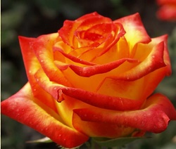 Роза золотой дракон фото и описание и уход
