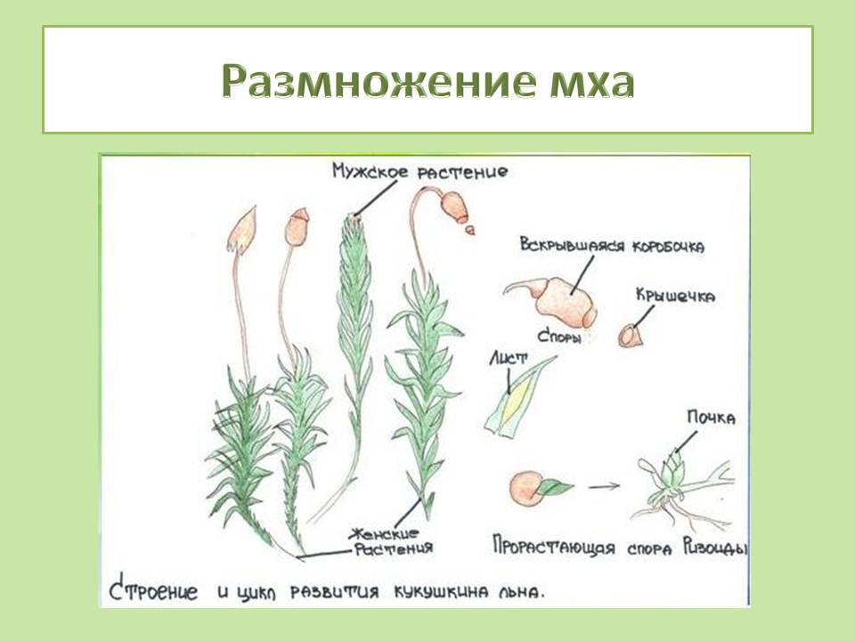 Органы зеленого мха. Размножение мха Кукушкин лен цикл развития. Цикл размножения кукушкиного льна. Кукушкин лен строение и размножение. Размножение мха Кукушкин лен.