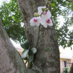 Белая орхидея на стволе дерева