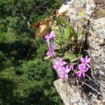 Фиолетовые цветы на скале