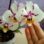 Белая орхидея в крапинку