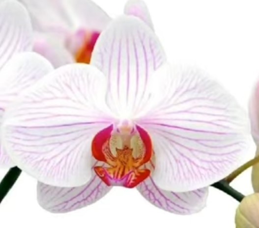 Орхидея фаленопсис Donata