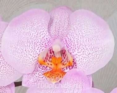 Орхидея фаленопсис Dragon