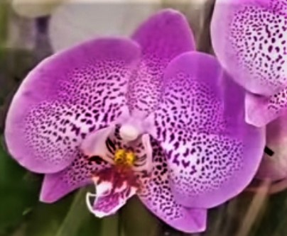 Орхидея фаленопсис Jillion