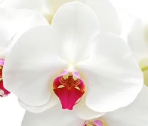 Орхидея фаленопсис Lauretta