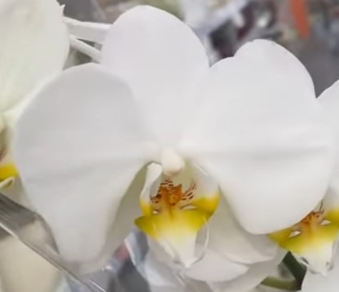 Орхидея фаленопсис Misty Mountain