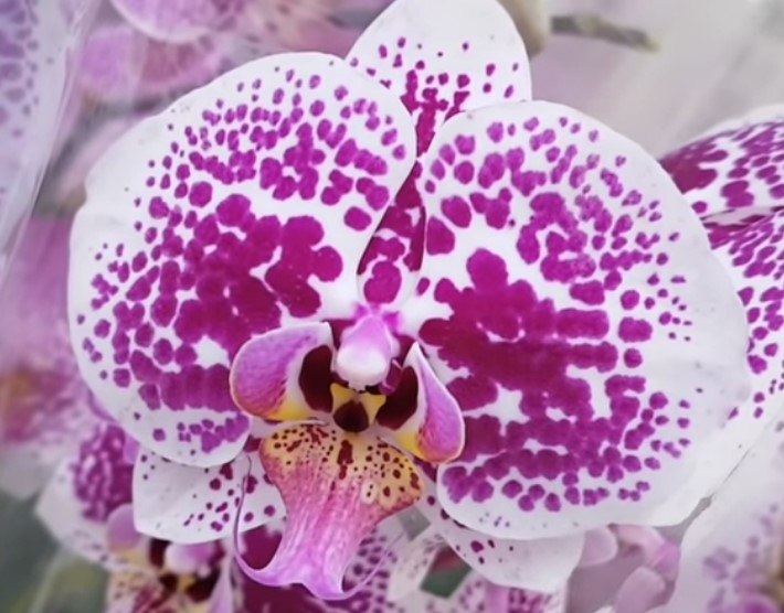 Орхидея фаленопсис в крапинку