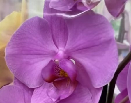 Орхидея фаленопсис сиренево-фиолетовая