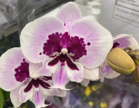 Орхидея фаленопсис Аладдин
