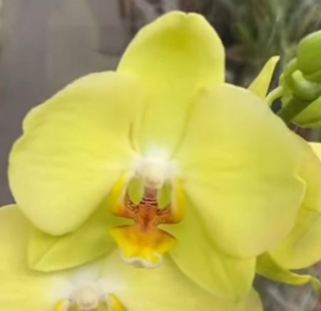 Орхидея фаленопсис Ferrara
