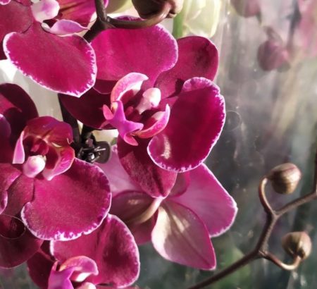Орхидея Фаленопсис бордовая