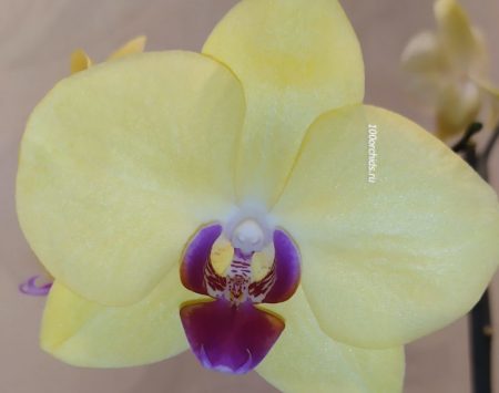 Орхидея Фаленопсис Miraflore