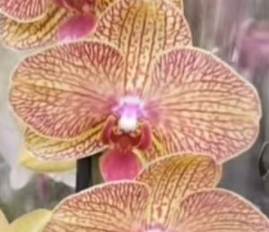Орхидея фаленопсис KV Beauty