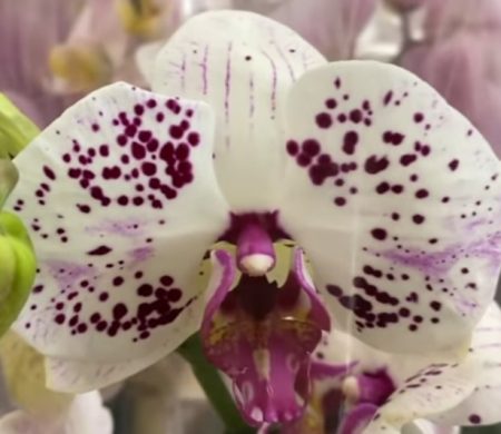 Орхидея фаленопсис Kultura