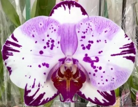 Орхидея фаленопсис Magik Art