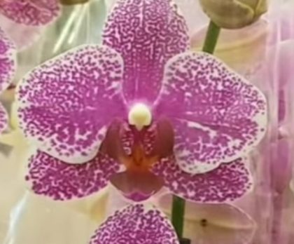 Орхидея фаленопсис Midnight morning