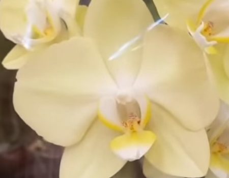 Орхидея фаленопсис Минион