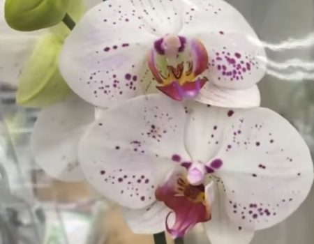 Орхидея Лицо Ангела