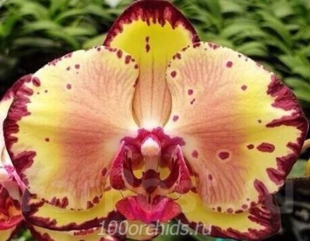 Орхидея фаленопсис Miki Crown