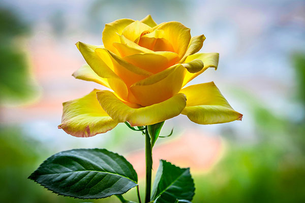 Когда можно смело дарить желтые розы