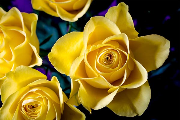 Суеверное толкование про желтые розы