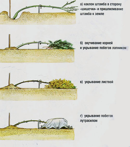 укрытие штамбовых роз