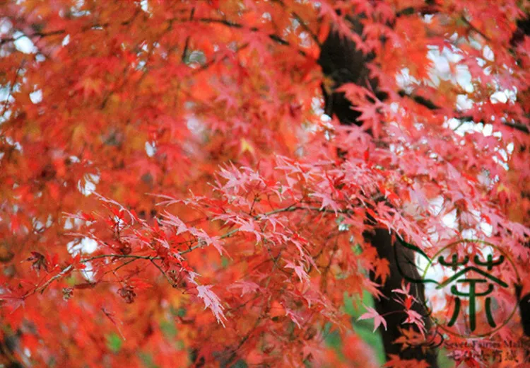 Acer Pubipalmatum Seeds, Chinese Maple Deciduous Tree Seeds, Ornamental Plants Ji Zhua Qi (6)