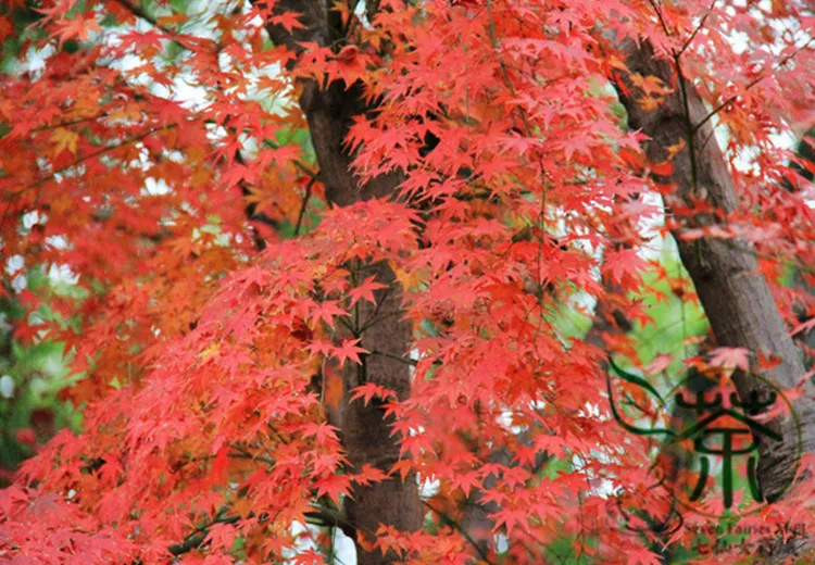 Acer Pubipalmatum Seeds, Chinese Maple Deciduous Tree Seeds, Ornamental Plants Ji Zhua Qi (5)