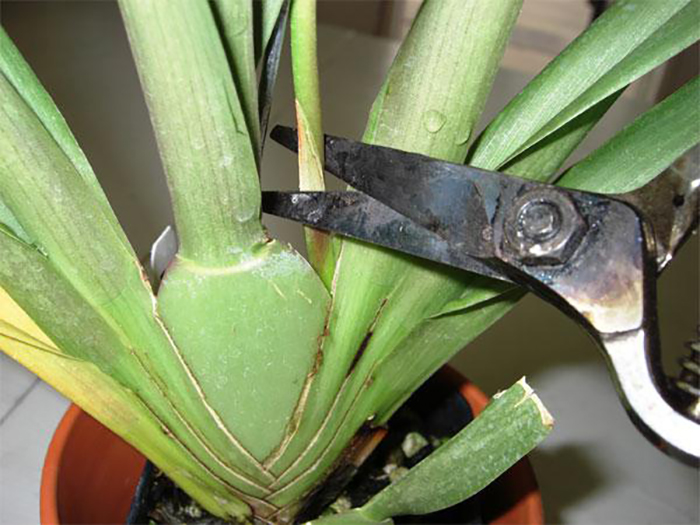 Орхидея после цветения: обрезка