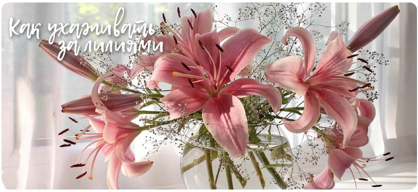 Общие правила ухода за свежими лилиями