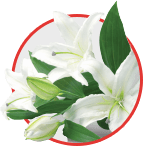 Как сохранить букет из срезанных лилий как можно дольше