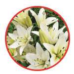 Что делать если лилии начали увядать