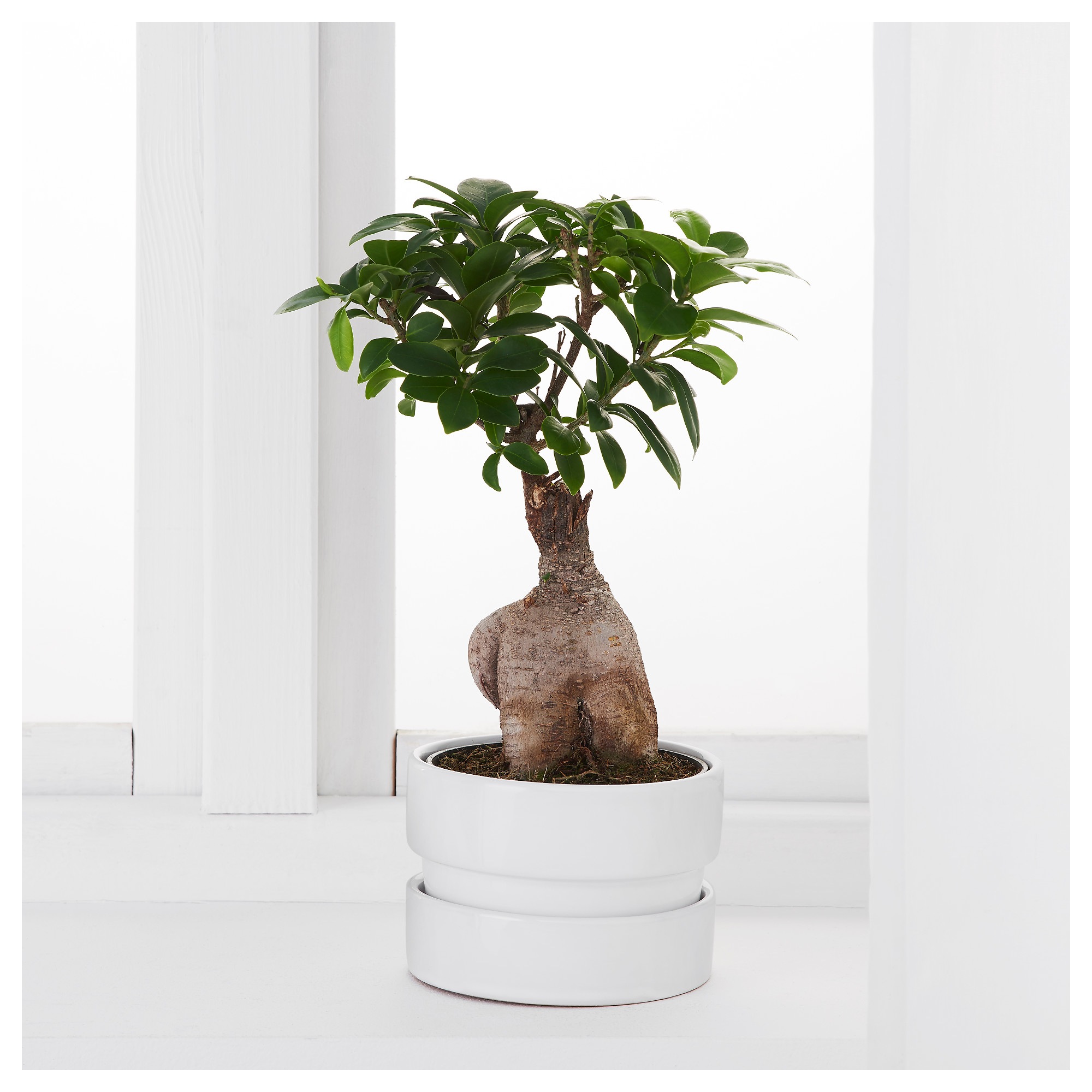 Фикус микрокарпа гинсенг: фото, уход в домашних условиях, бонсай