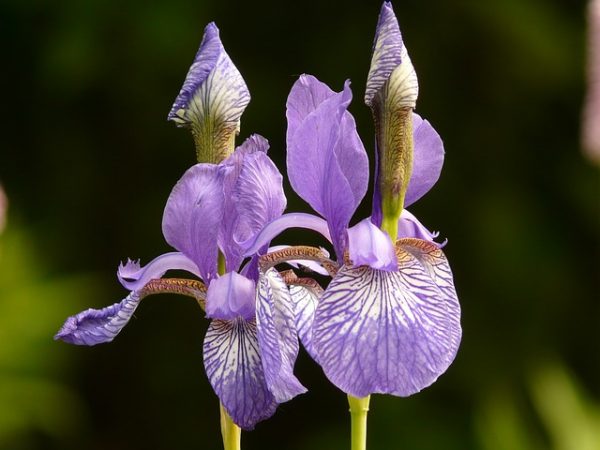 different-colored-irises-7529_640