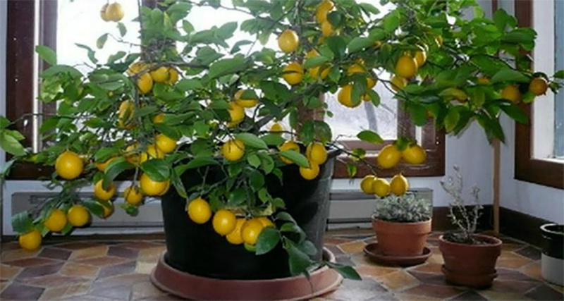 Домашний лимон на широком поддоне
