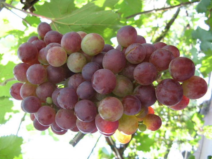 новые гибридные формы винограда