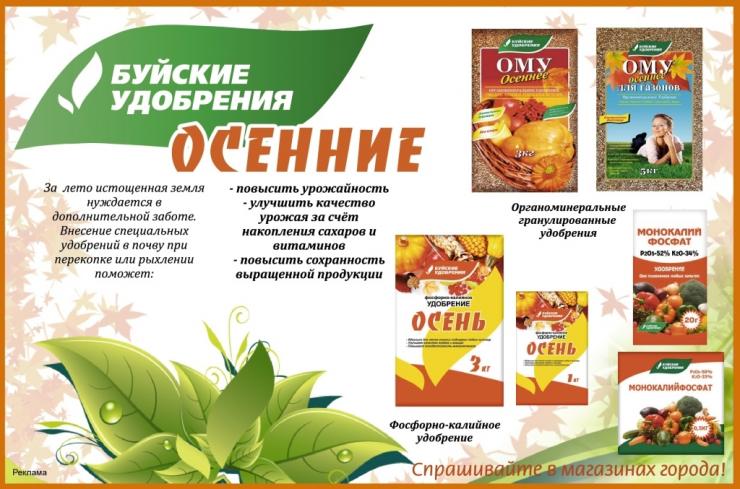 Удобрение для подкормки смородины летом и осенью