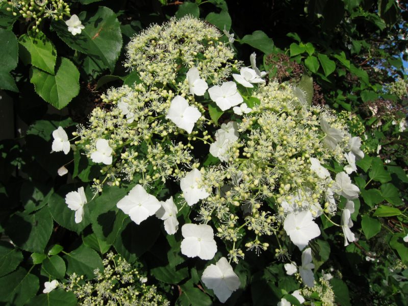 Гортензия вьющаяся (черешковая, Hydrangea petiolaris): посадка и уход